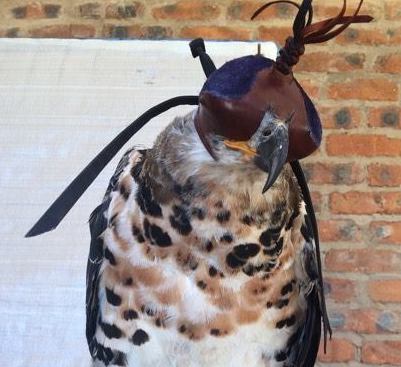 A male Crowned Eagle in a Larry Ray hood