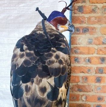 A male Crowned Eagle in a Larry Ray hood