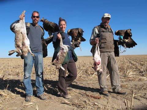 Golden Eagles in hoods