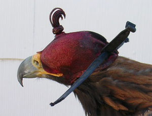 Golden Eagle in a hood