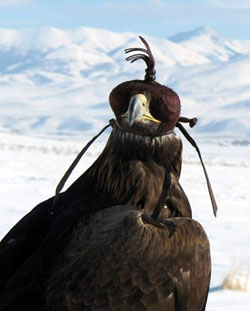 Golden Eagle in the snow