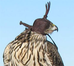 Female Goshawk in a hood