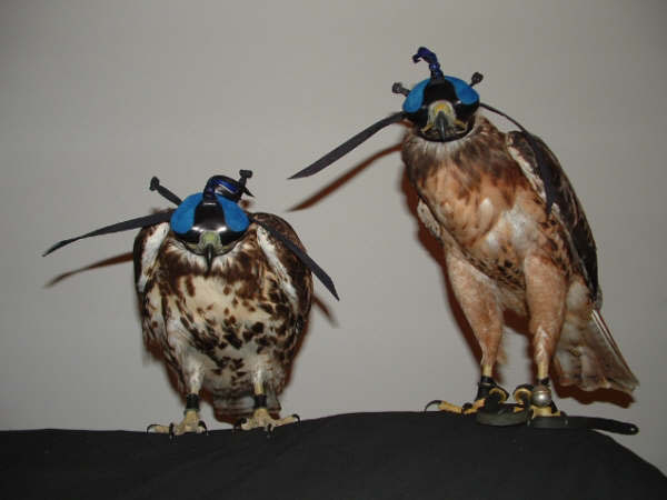 A pair of Red-Tail Hawks in Larry Ray hoods